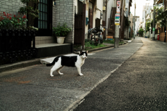 猫撮り散歩1224