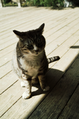 猫撮り散歩1111