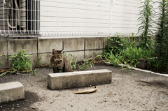 猫撮り散歩1032