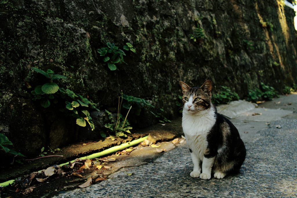 猫撮り散歩710