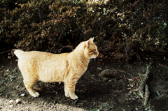 猫撮り散歩1022