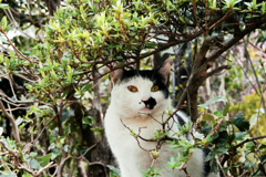 猫撮り散歩1478