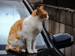 猫撮り散歩403