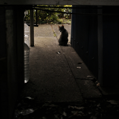 猫撮り散歩612