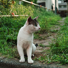 猫撮り散歩618