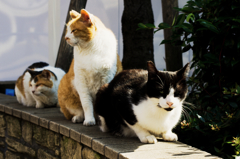 猫撮り散歩740