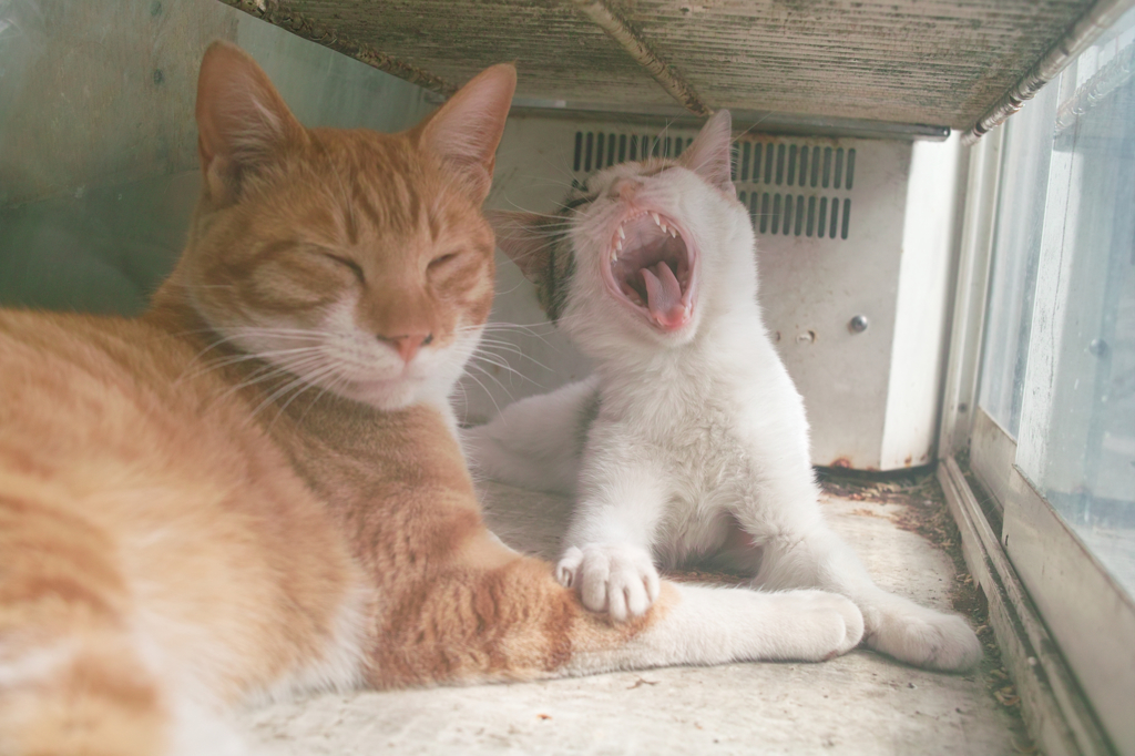 猫撮り散歩307