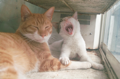 猫撮り散歩307