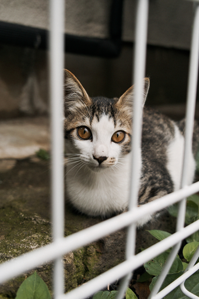 猫撮り散歩511