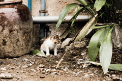 猫撮り散歩452