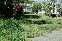 猫撮り散歩1333
