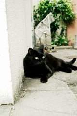 猫撮り散歩1161