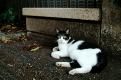 猫撮り散歩1222