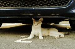 猫撮り散歩694