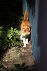 猫撮り散歩1019