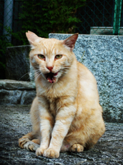 猫撮り散歩225