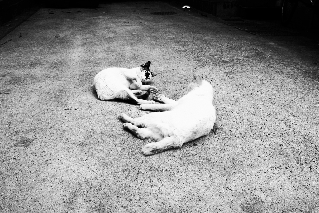 猫撮り散歩1869