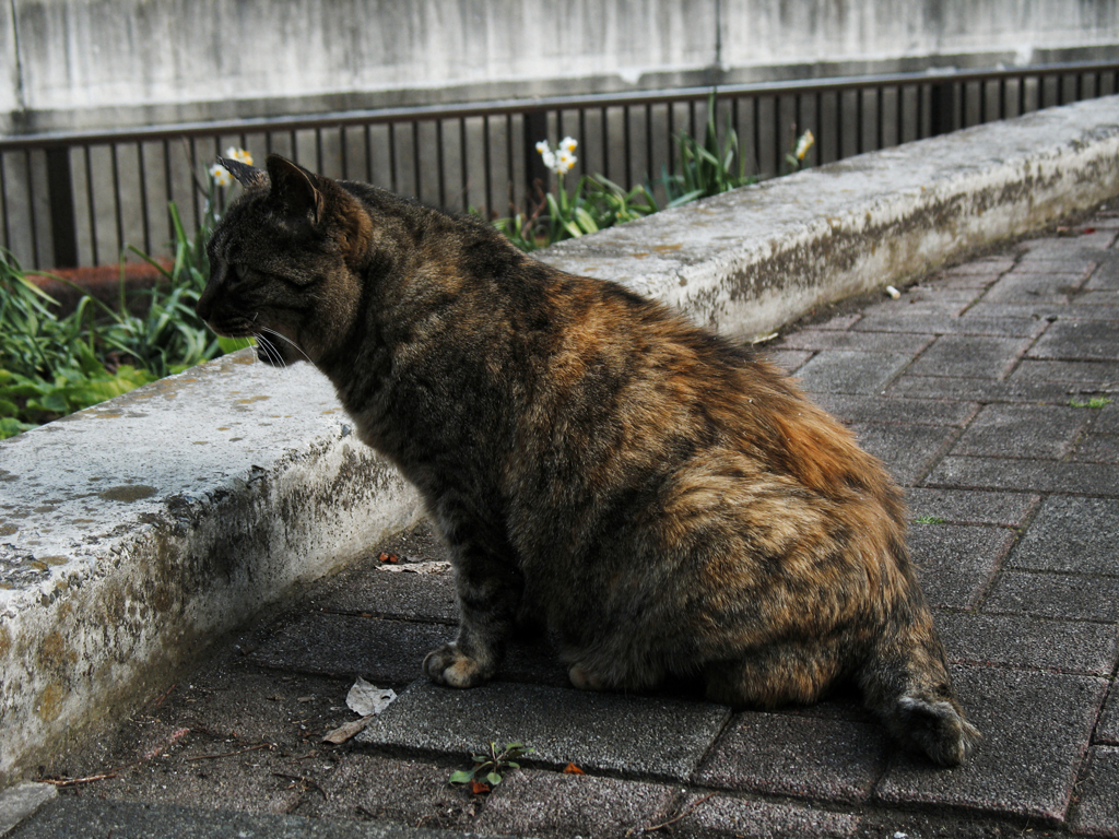 猫撮り散歩316