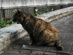 猫撮り散歩316