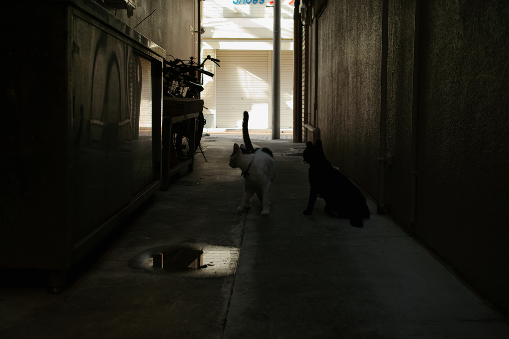 猫撮り散歩791