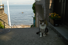 猫撮り散歩337