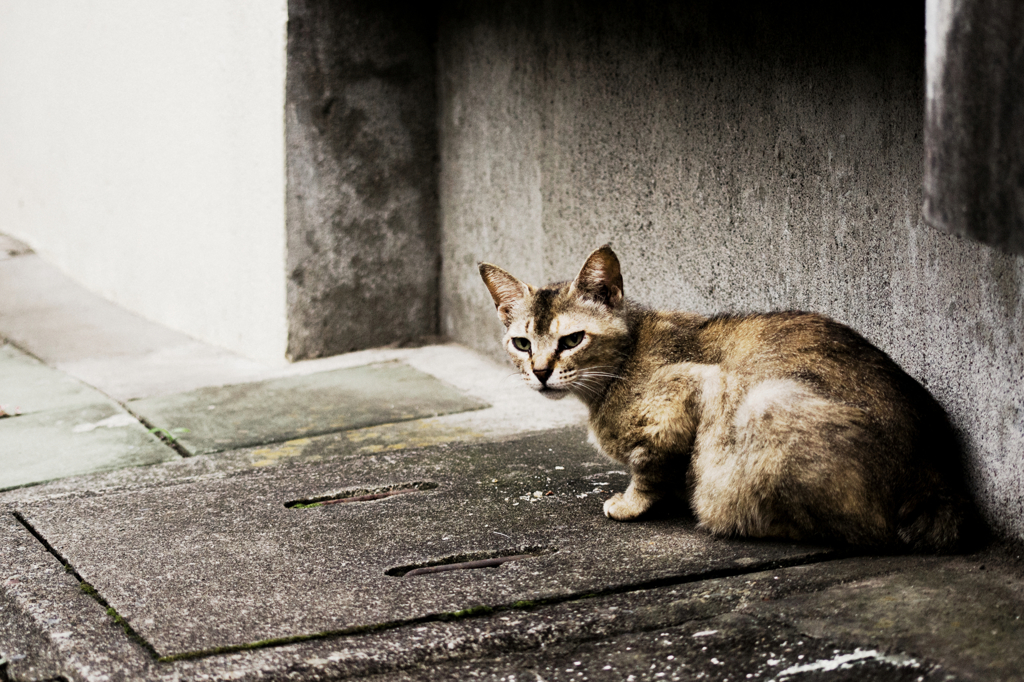 猫撮り散歩987