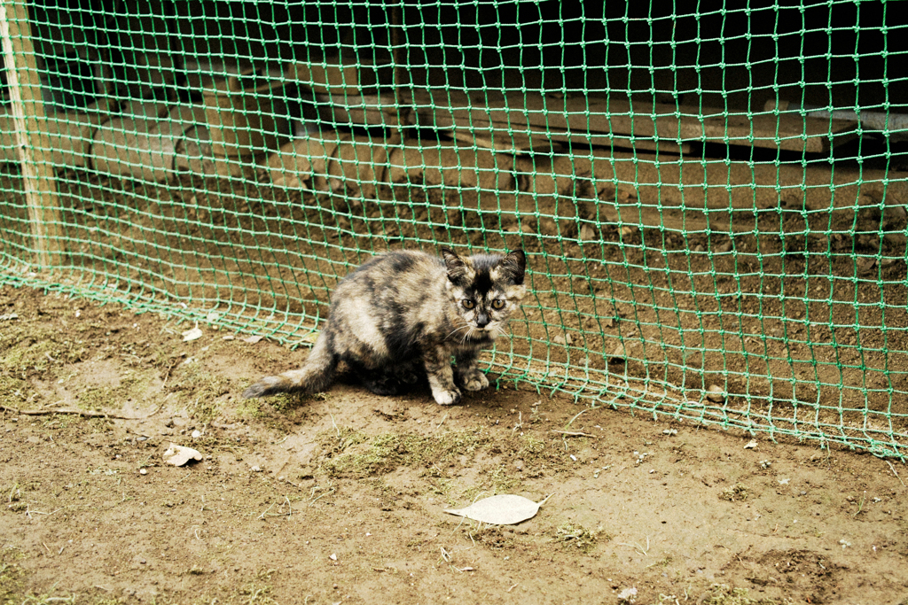 猫撮り散歩1741