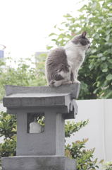 猫撮り散歩168