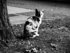 猫撮り散歩554