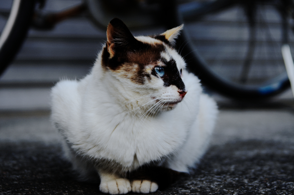 猫撮り散歩630