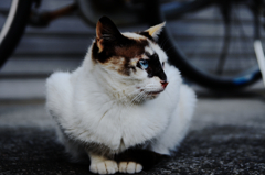 猫撮り散歩630