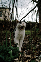 猫撮り散歩878