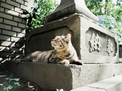 猫撮り散歩1241