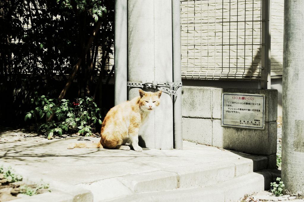 猫撮り散歩999