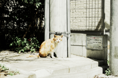 猫撮り散歩999