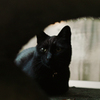猫撮り散歩2403