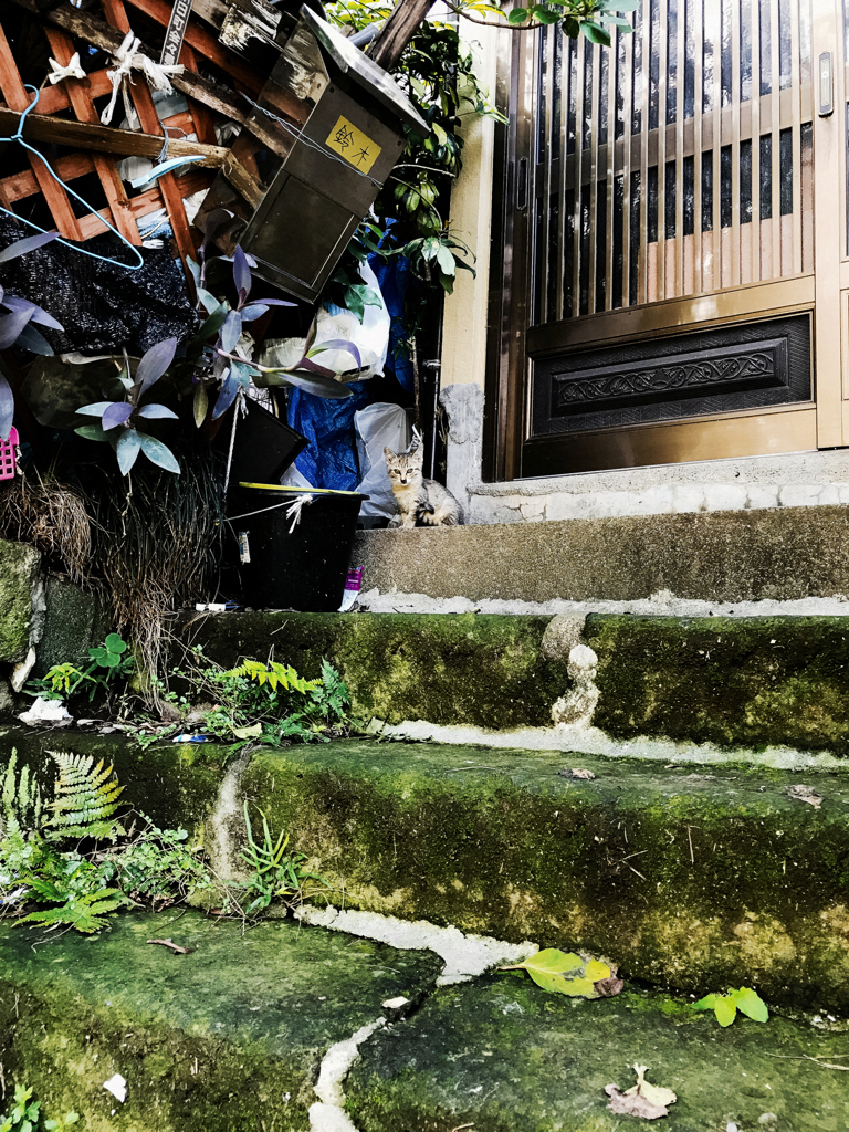 猫撮り散歩2325