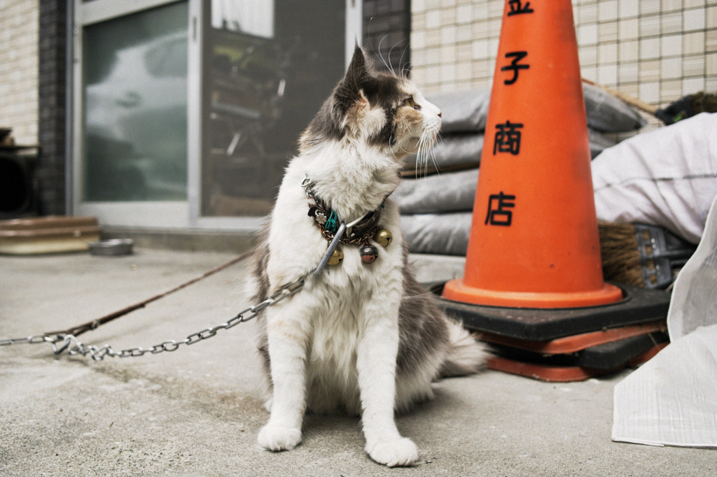猫撮り散歩512
