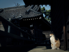 猫撮り散歩777