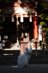 猫撮り散歩560