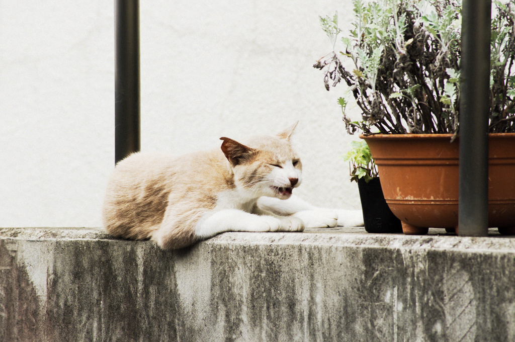 猫撮り散歩477