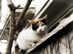 猫撮り散歩759