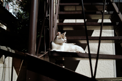 猫撮り散歩1447