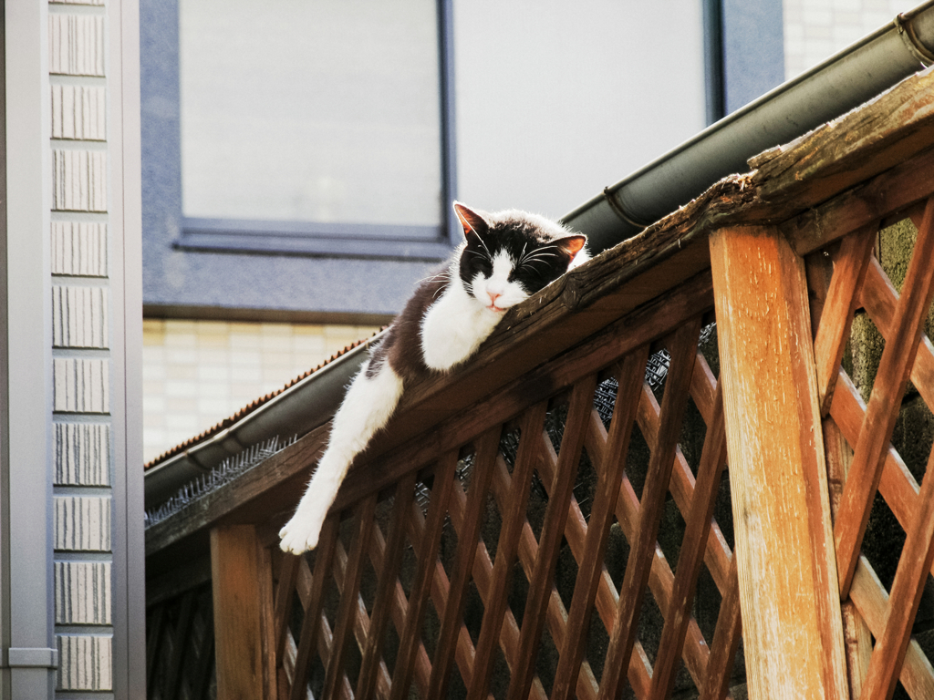 猫撮り散歩1182