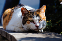 猫撮り散歩501