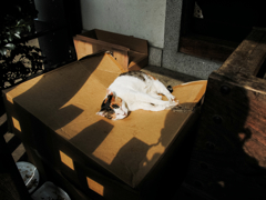 猫撮り散歩1474