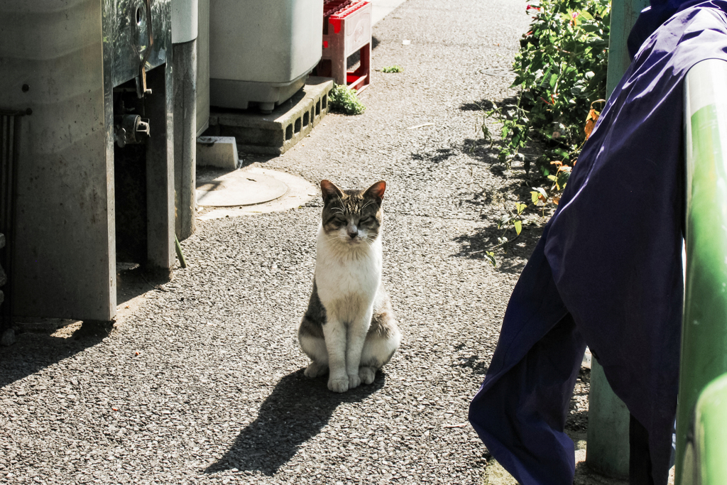 猫撮り散歩2005