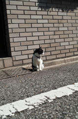 猫撮り散歩354
