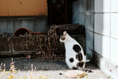 猫撮り散歩1227