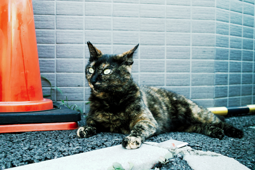 猫撮り散歩934